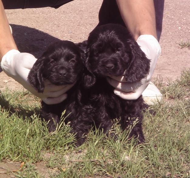 CACHORROS DE COCKER INGLES COLOR NEGRO