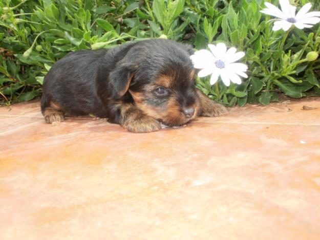 Cachorros de Yorkshire Mini, Nacionales