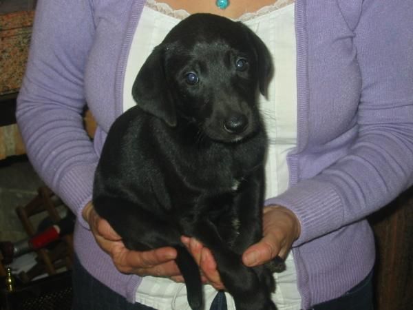 Labradores retriever,cachorros,dorados y negros.