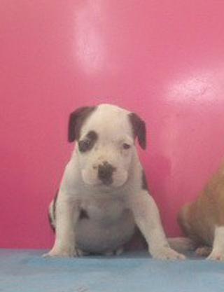 PITBULL CACHORROS 300€