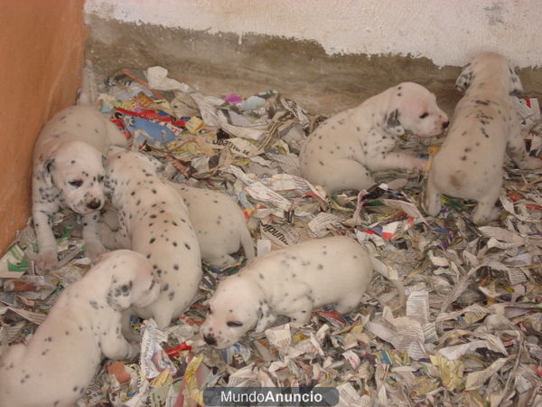 preciosos cachorros dalmata a 160 euros