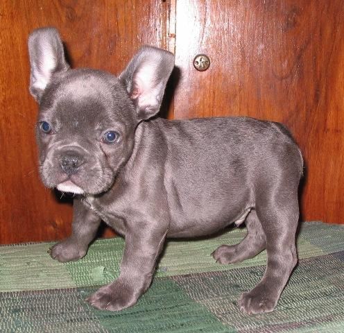 cachorros bulldog francés para la Navidad 110