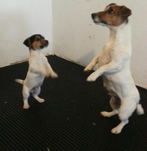 Cachorros de Jack Russell