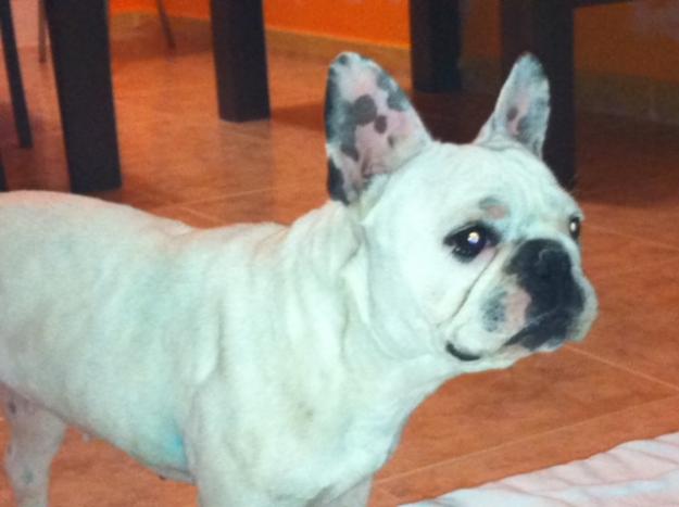 Cambio bulldog Frances