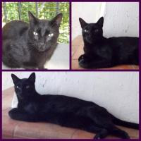 Gato blacky, precioso pantera en adopción