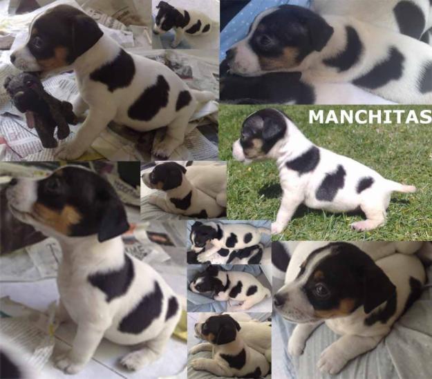 Precioso Jack Russell con Pedigree