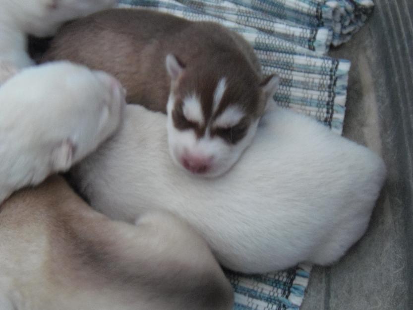 se venden excelentes cachorros de husky