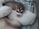 se venden excelentes cachorros de husky - mejor precio | unprecio.es