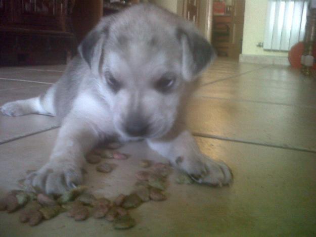 vendo husky hemra