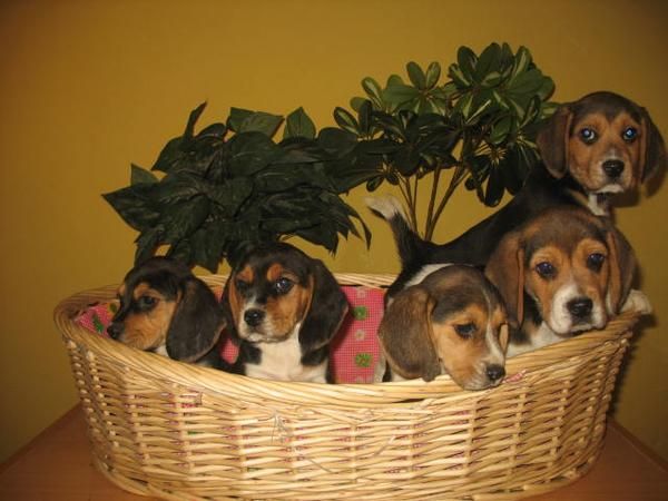 BEAGLES DE 2 MESES, DE PURA RAZA, 260 EUROS