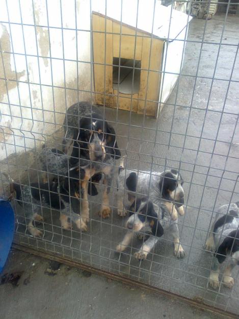 CACHORROS AZULES DE GASCUÑA