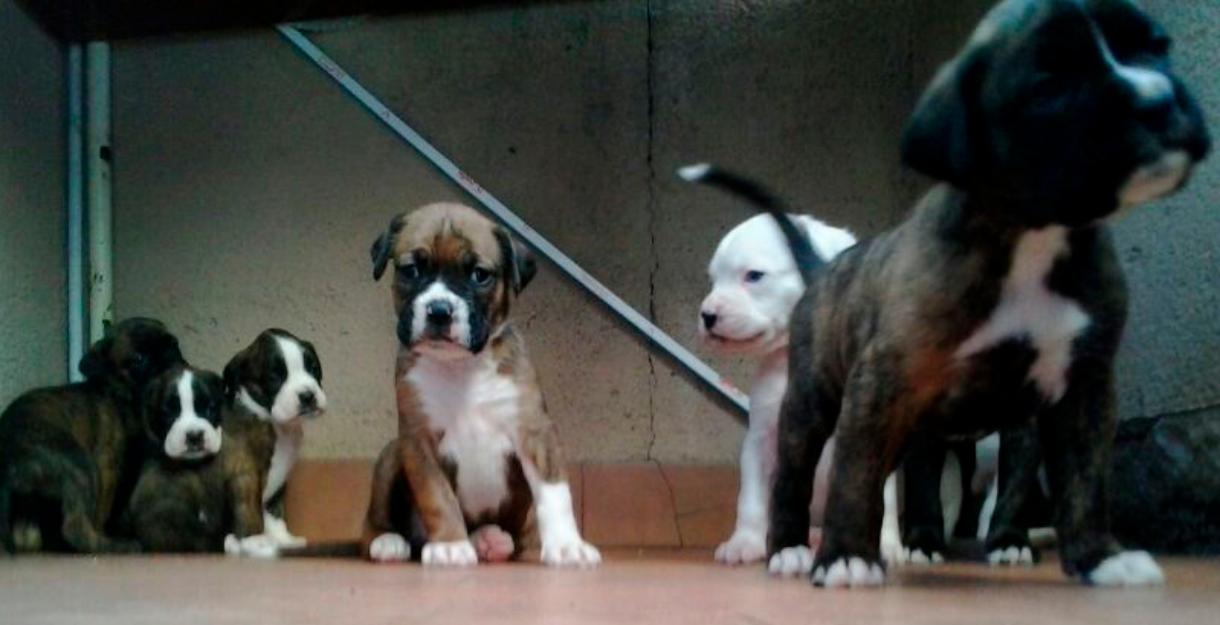 Cachorros Boxer