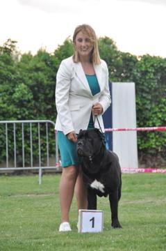 Cane Corso