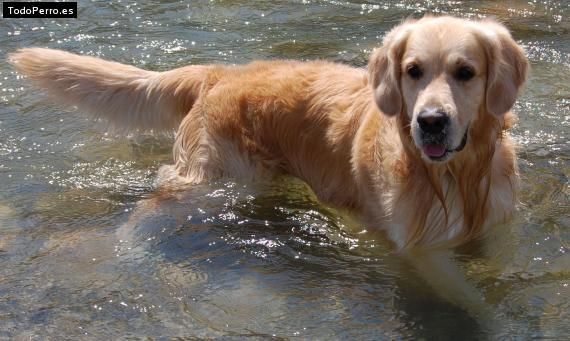 golden retriever   BUSKA NOVIA