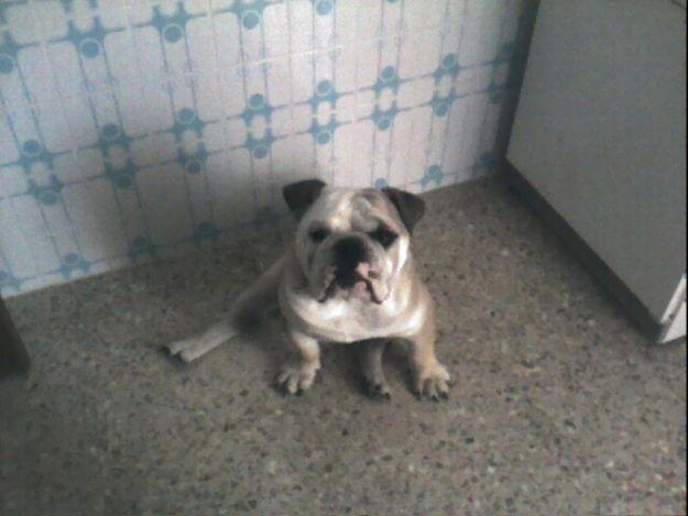 monta de bulldog ingles maxo