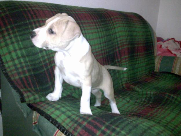 se vende american staffordshire terrier 300E