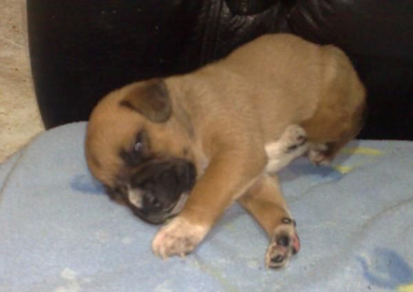 vendo boxer macho 3 semanas