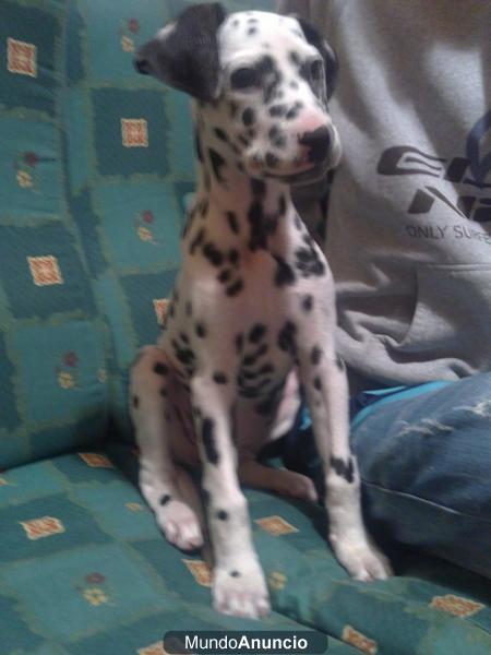 vendo cachorro dalmata