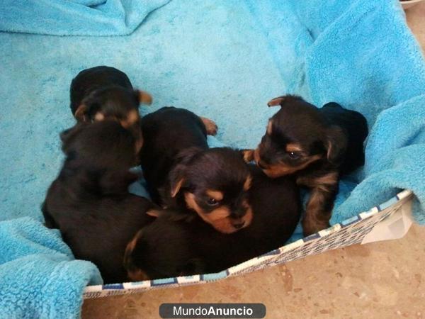 vendo cachorroos yorkshire muy economicos