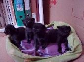 Angie, Didi y Edna, gatitas de 1 mes en adopcion