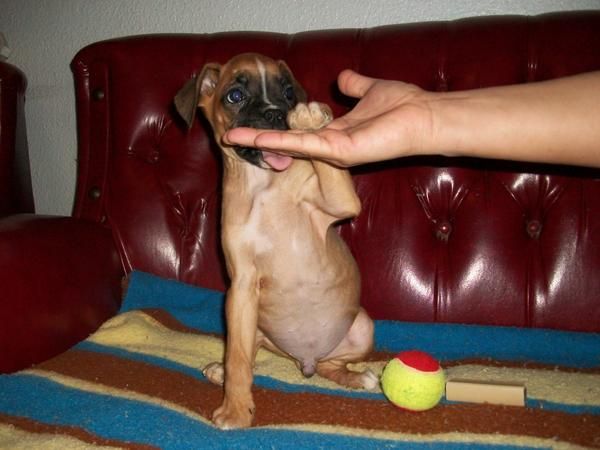 BOXER CON PEDIGREE  250 SIN 200