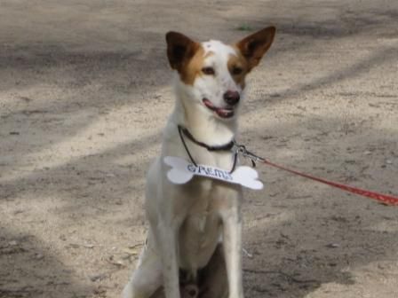 Gremy, guapo y joven perro busca familia.