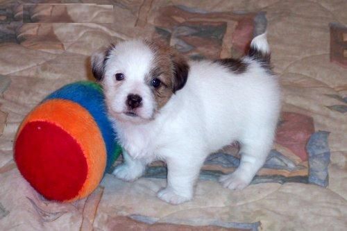 Jack Russell Cachorros Disponibles - Madrid