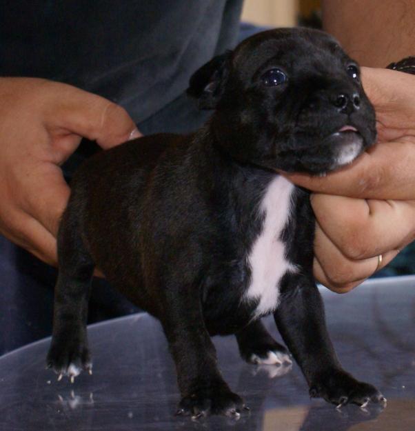 staffordshire bullterrier