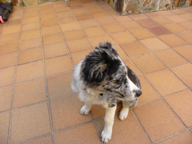 Vendo cachorro border collie azul mirlo