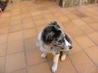 Vendo cachorro border collie azul mirlo - mejor precio | unprecio.es