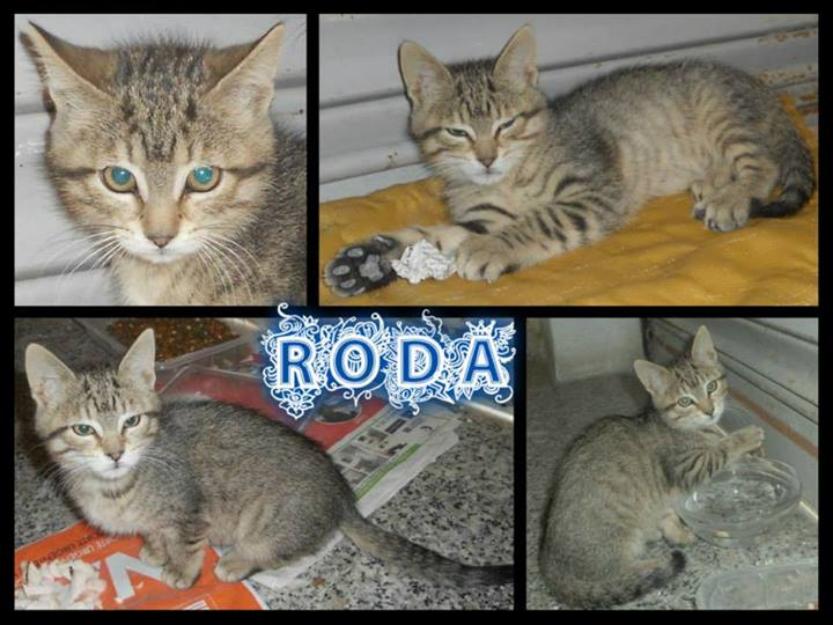 Roda, gatita preciosa en adopción