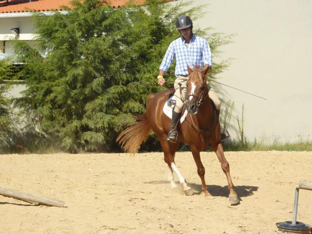 Viendo Caballo Padre 100% árabe con 3 años y medio