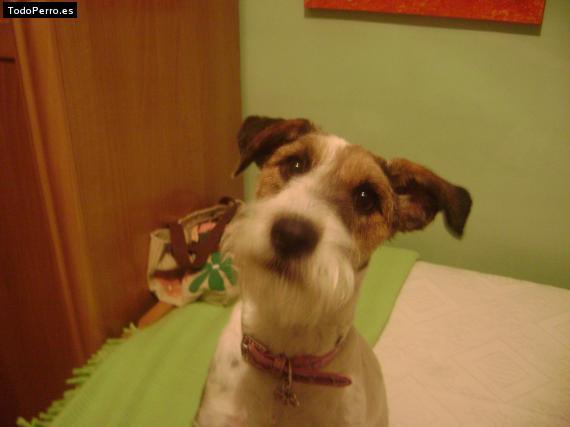 Busco Fox Terrier para montas