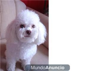 Cachorritos de caniche enanos y tois blanco y rojo