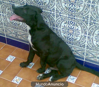 cachorro cruce de labrador adopción urgente