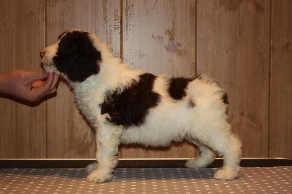 Cachorro de perro de agua