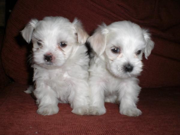 cachorros de bichon maltes