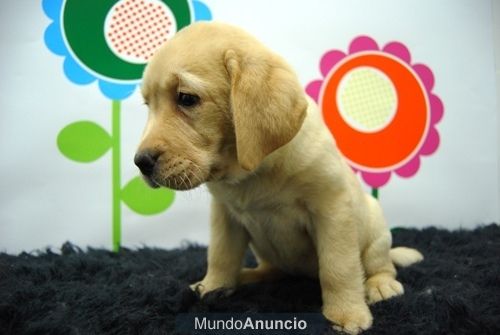 Labrador Retriever Excelentes