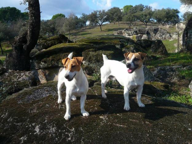 Se vende camada de Jack Russell-excelente pedigree