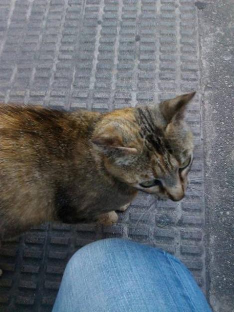 Acogida para 2 gatos jovenes en la calle