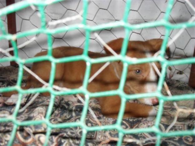 Cachorro de dos meses busca casa!!