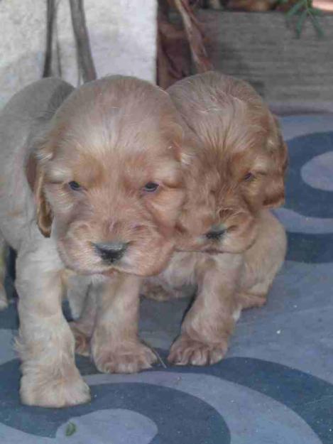 CACHORROS COCKER SPANIEL INGLES