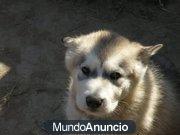 Excelente camada Alaskan Malamute