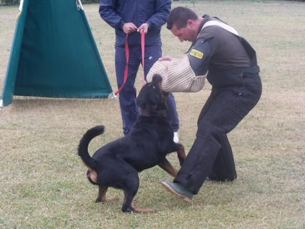 Excelente camada Rottweiler