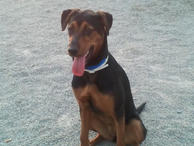 Regalo perra 10 meses pastor aleman-rottweiller