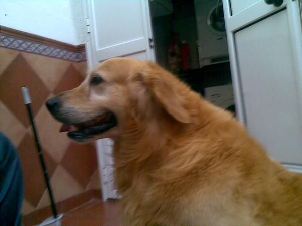 SE OFRECE GOLDEN RETRIEVER  PARA MONTA