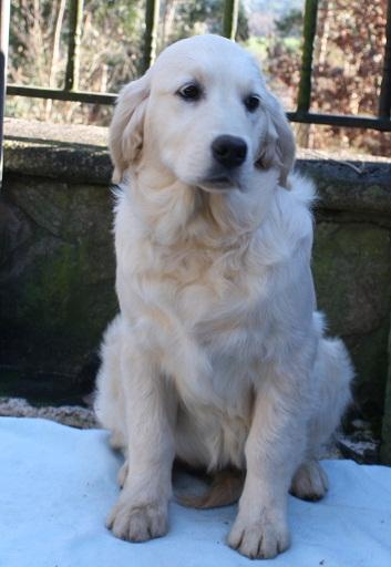 Ultimas cachorras golden retriever