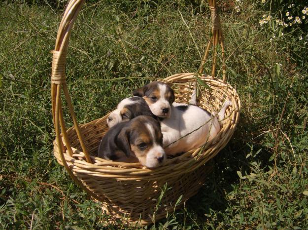 Beagles tricolores+kit de cuidados de regalo