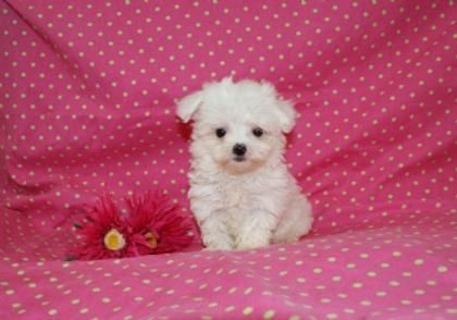 Bichon maltés cachorros para Navidad