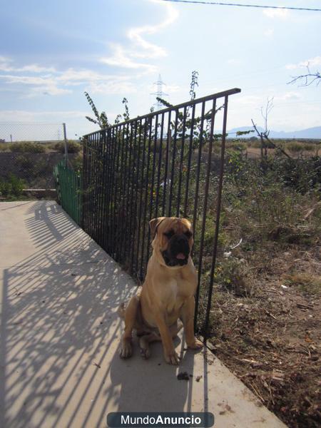 BUSCO HEMBRA BULL-MASTIFF